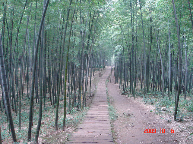 蜀南竹海